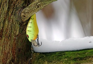 Shad Rap In A Tree